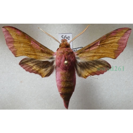 Deilephila porcellus (Linnaeus, 1758) Zmrocznik pazik Poland56e